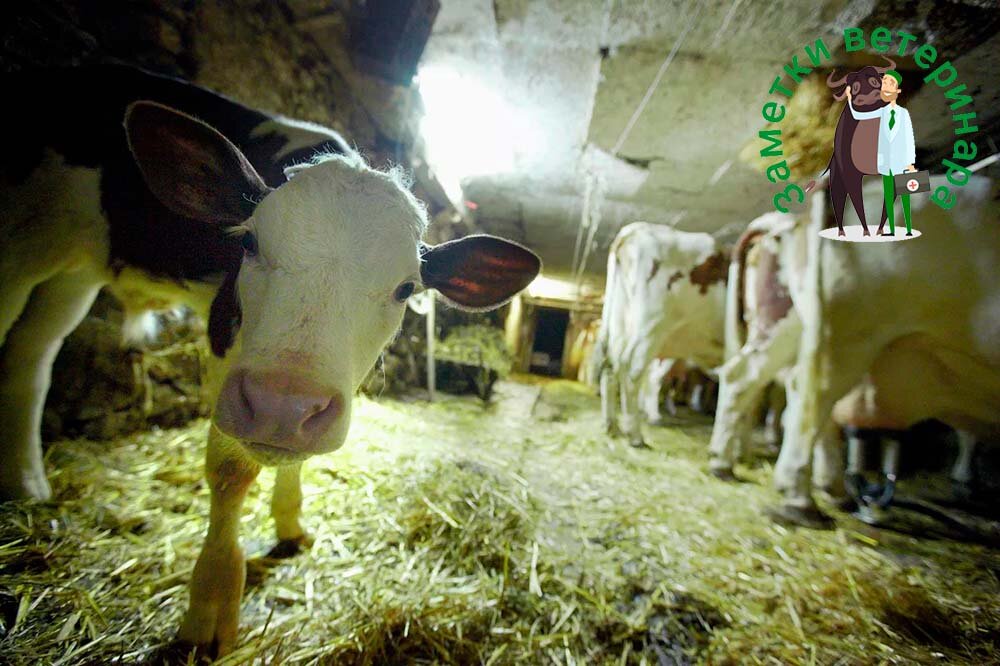 Фото: © REUTERS / Denis Balibouse