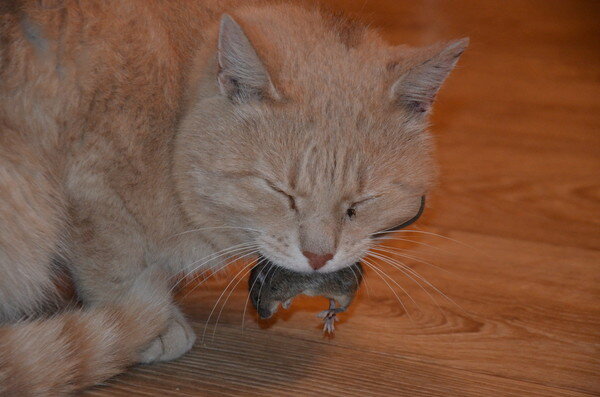 Взято отсюда:https://balamut4uma.livejournal.com/949592.html?utm_source=3userpost