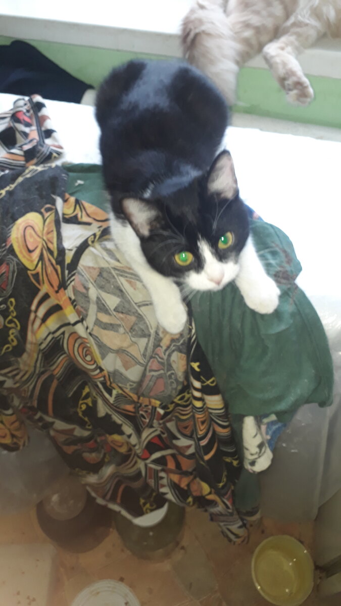 Мурочка, фото март 2021