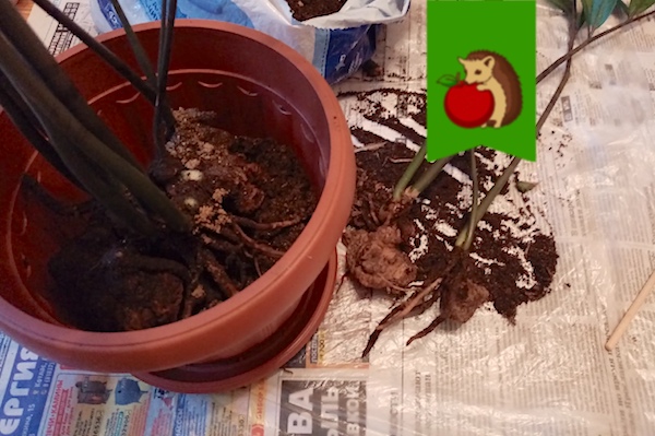 Пересаживаем замиокулькас: 5 частых ошибок, из-за которых дерево потом не растет, не дает новых побегов и не цветет0