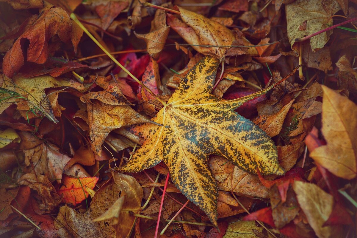 Pixabay.com