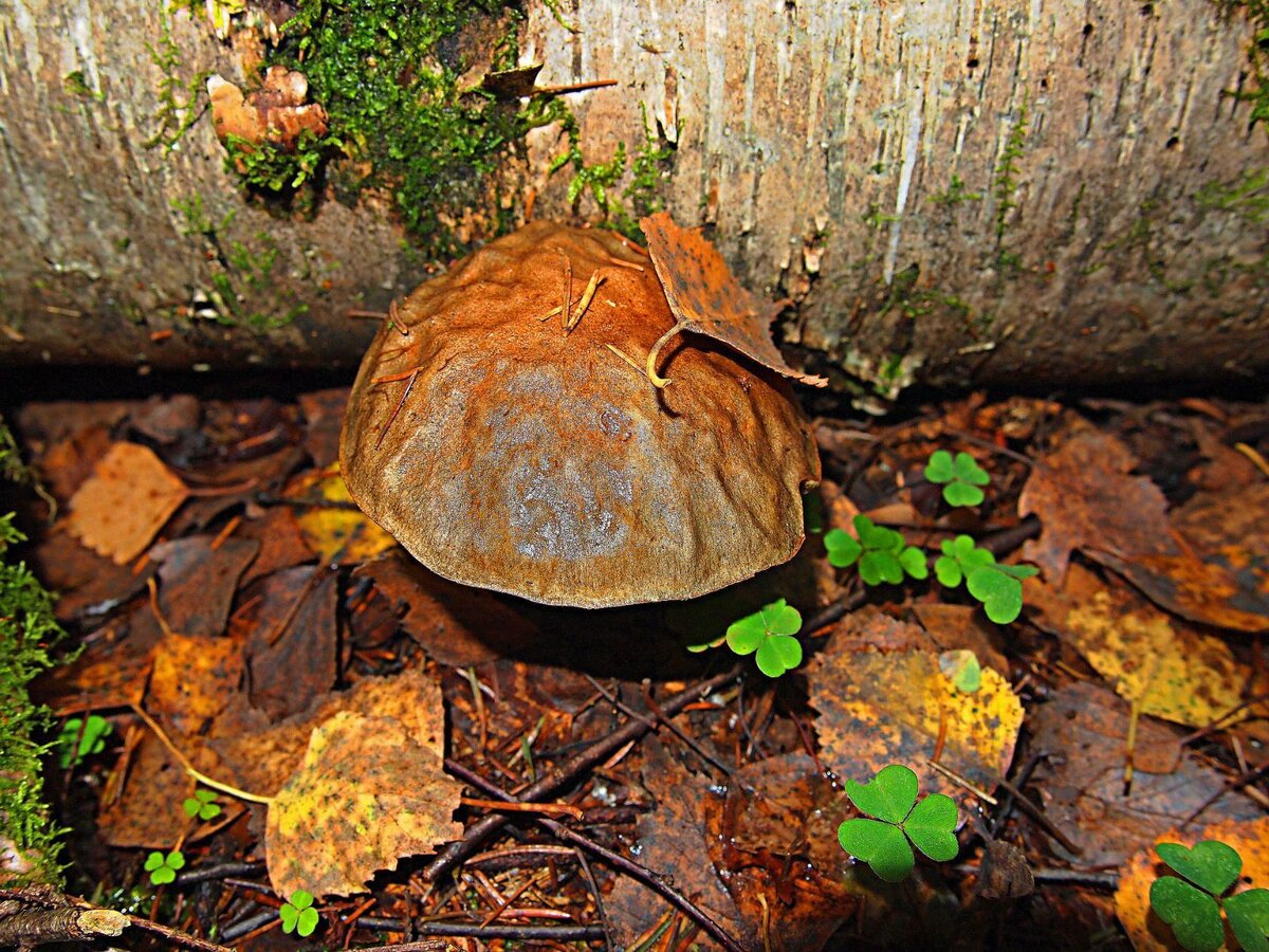 Грибы Подберёзовики. Грибы Подберёзовики. Подберёзовик — общее название для группы видов грибов рода Лекцинум (Обабок) (лат. Leccinum). Отличаются неяркой, коричневых оттенков окраской шляпки, мякоть на срезе не всегда окрашивается.