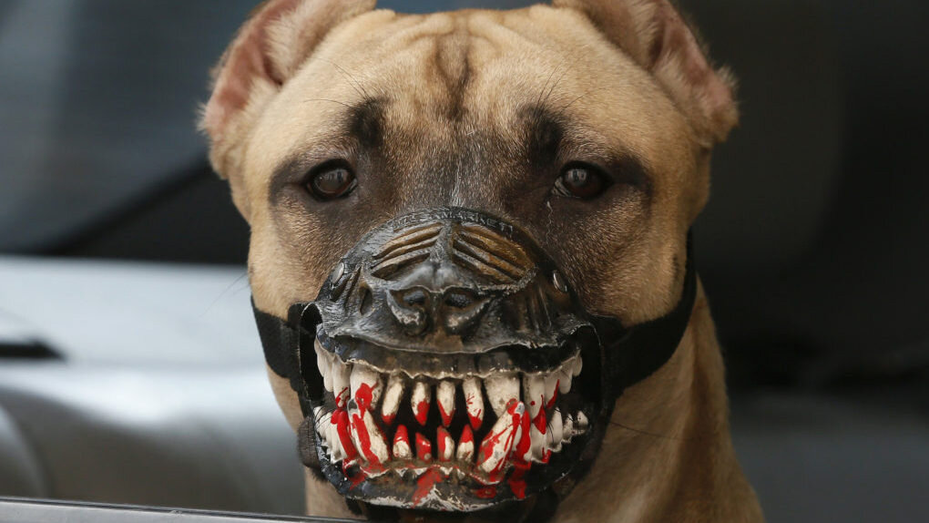 Собака в наморднике в виде оскала
