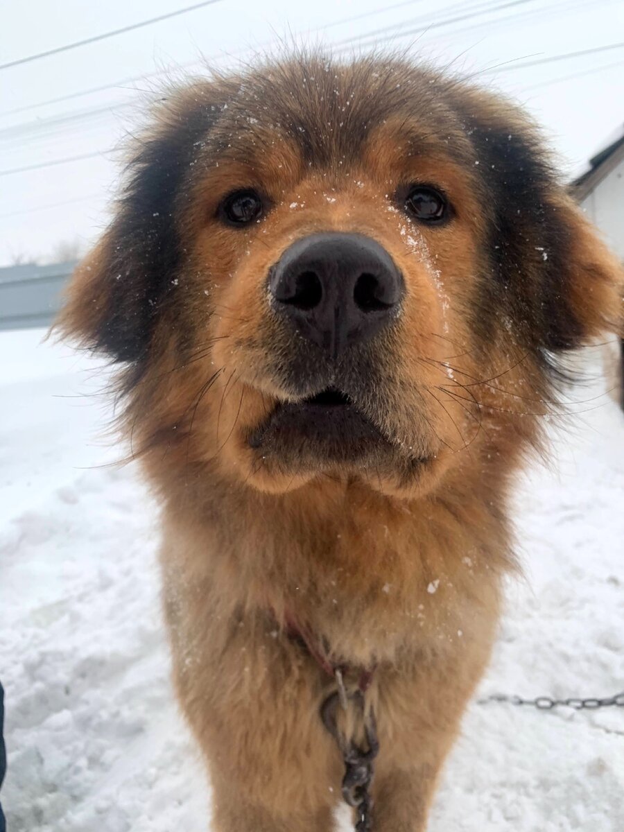 Много веков назад на заре цивилизации гордые и сильные собаки охраняли Тибет, который тогда называли Вершиной Мира. Древние монахи доверяли им сторожить свои монастыри от нападения хищных животных и даже от набегов лютых врагов. 