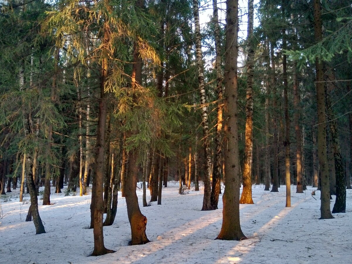 Фото автора. В лес заглянуло предзакатное солнце.