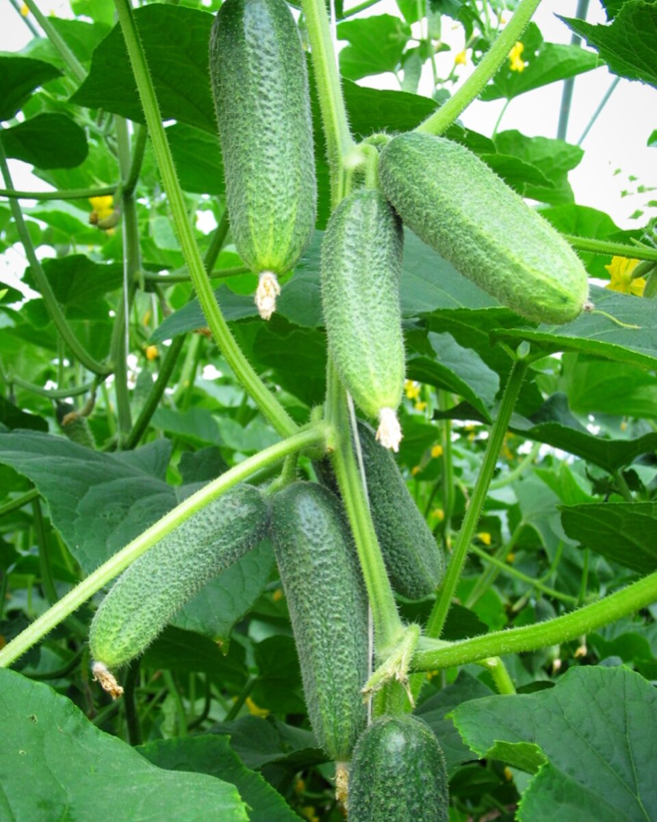 ). Семена огурец изящный. Огурец дружная компания. Семена огурец изящный седек. Семена огурец изящный.