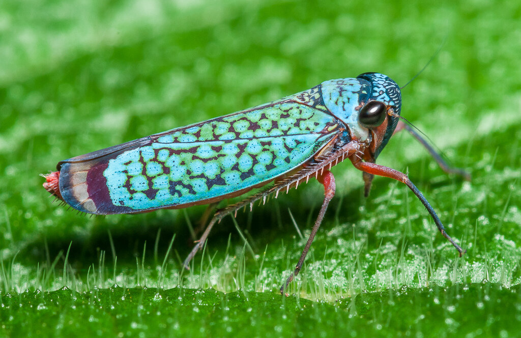 На фото изображена Цикада 