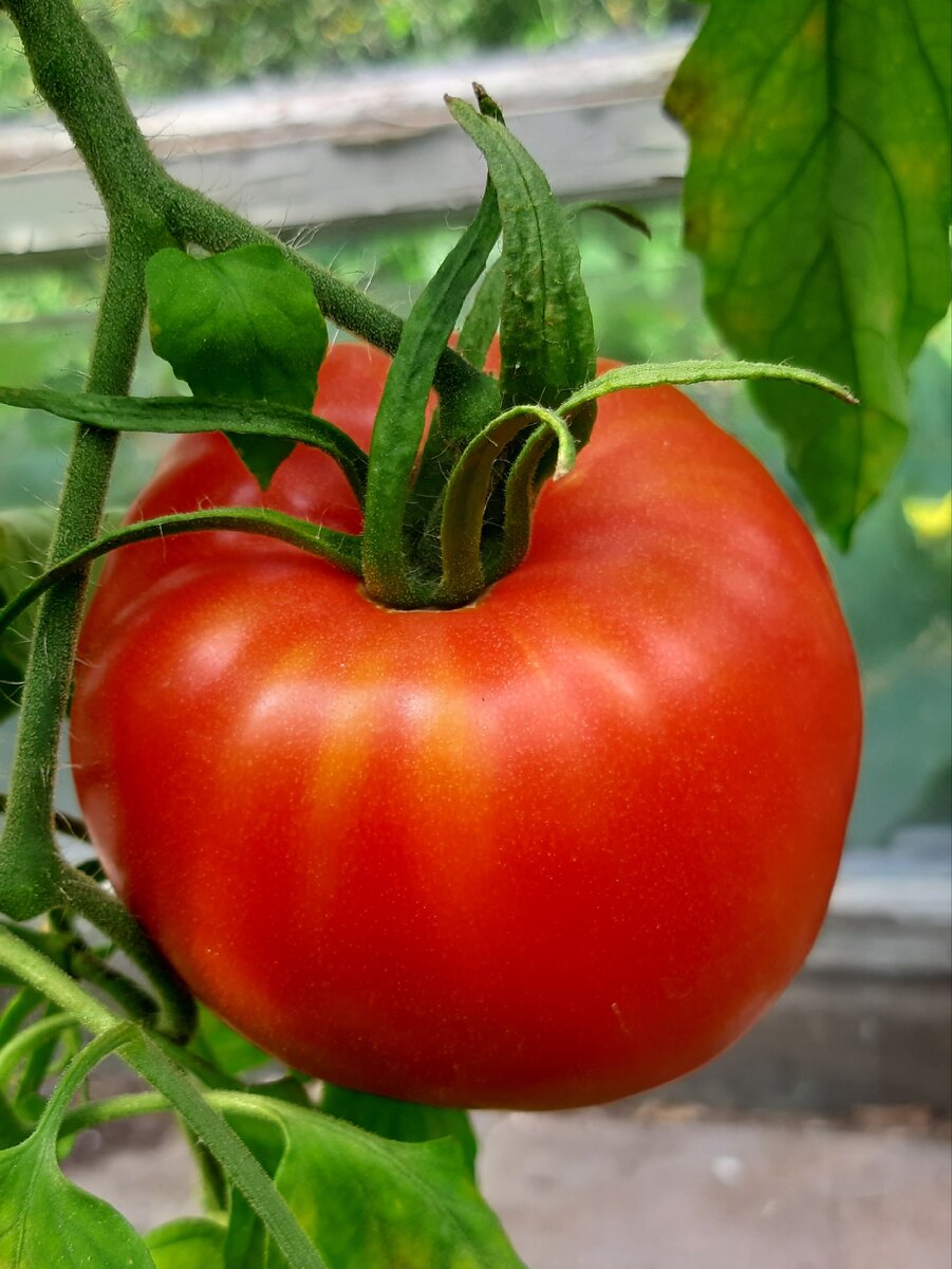 Этот красавец с личного огорода