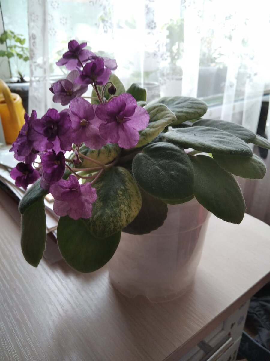 Молодые листья светло-светло салатовые. Взрослые листья - однотонно-зелёные.