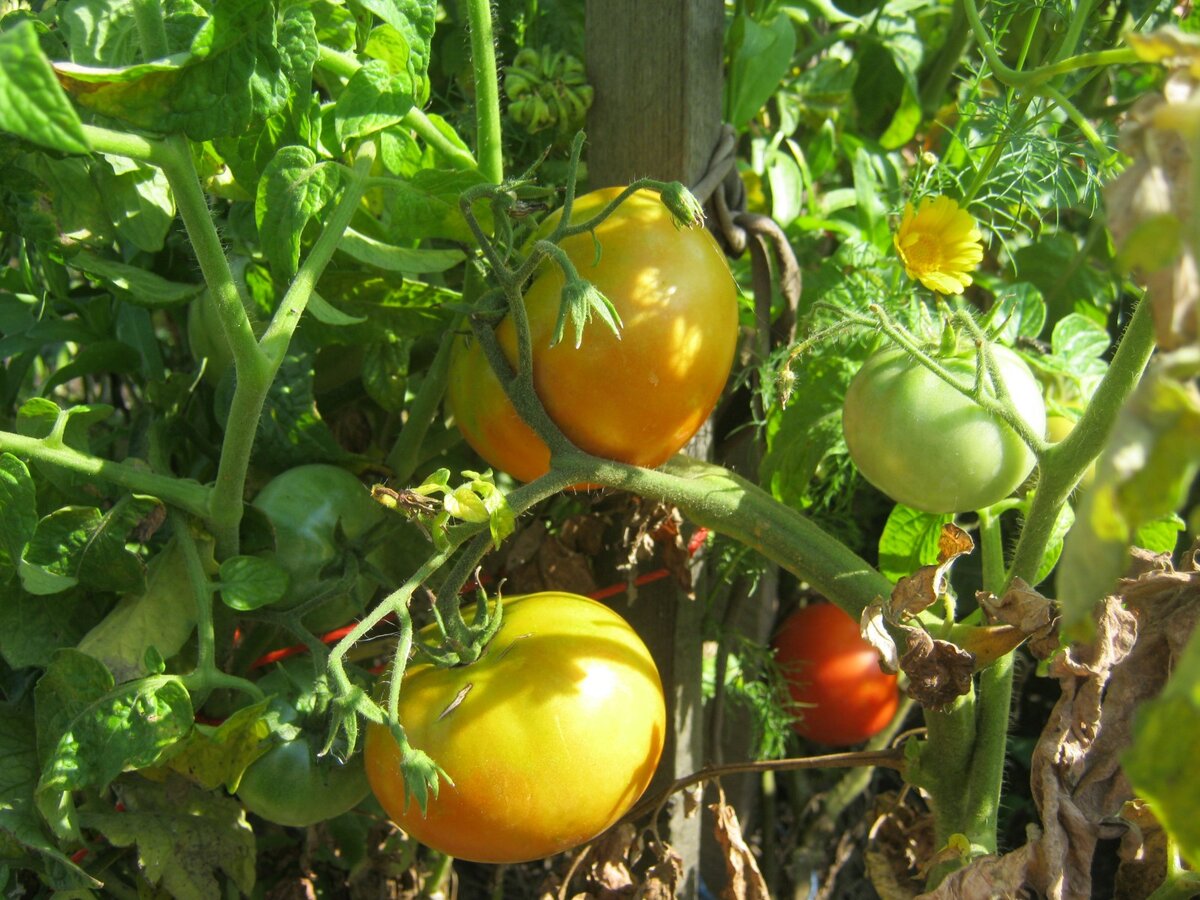 Мини-помидоры для подоконника
