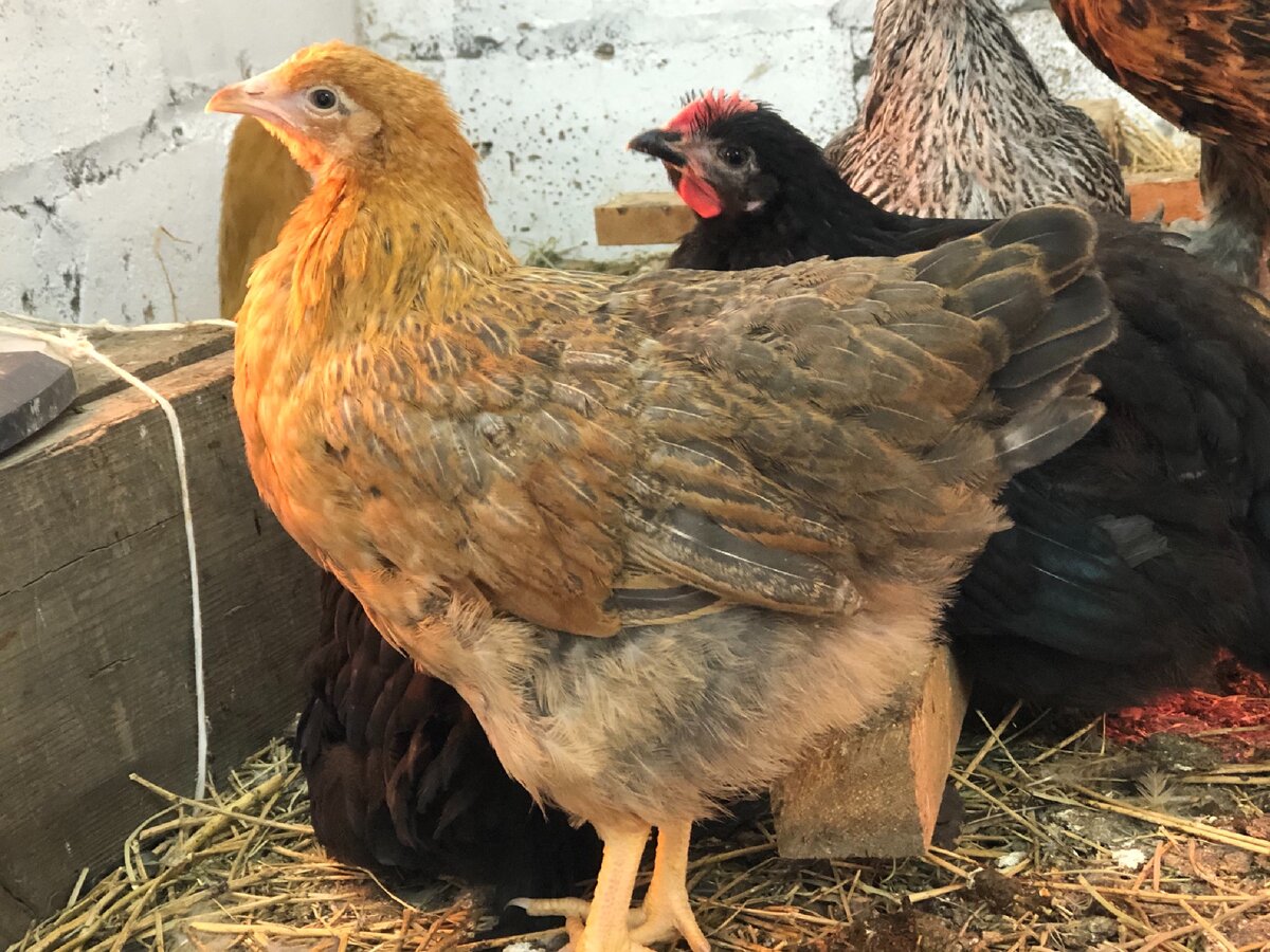 Куриный клещ: как избавить птиц от паразитов, особенности, лечение и фото