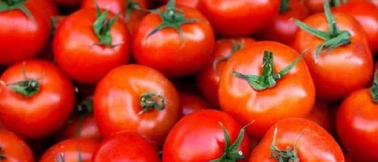 Помидор