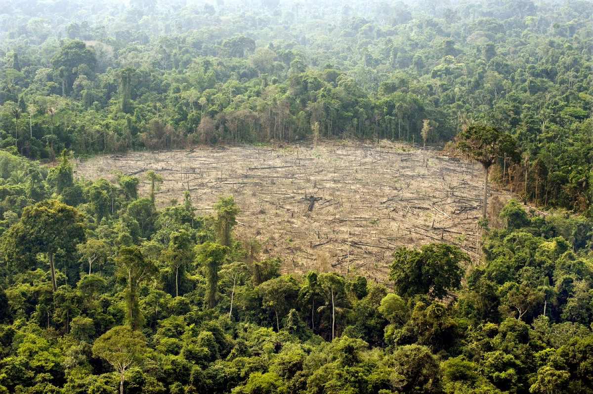 Проблема тропического леса. Обезлесение тропических лесов. Обезлесение леса Амазонии,. Обезлесение в Индии. Обезлесение Бразилии.