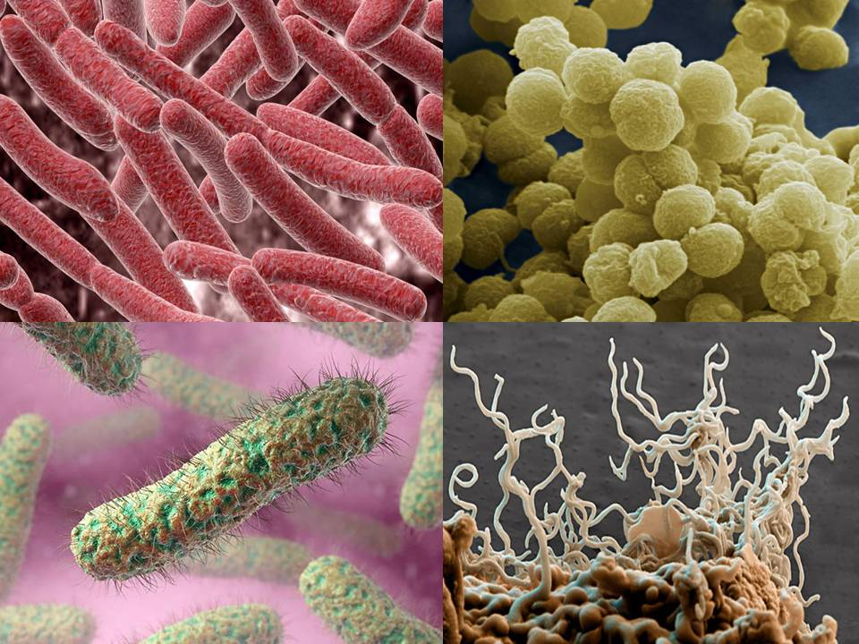 Ковид бактерия. Бактерии. Микроорганизмы. Разные бактерии. Патогенные микробы.