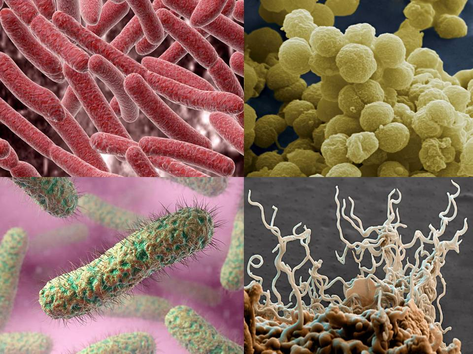 Патогенные формы микроорганизмов. Бактерии. Микроорганизмы. Разные бактерии. Патогенные микробы.