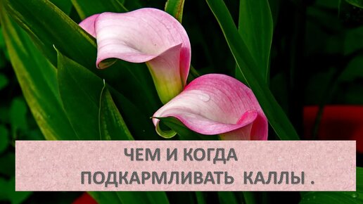 Чем и когда подкармливать каллы .