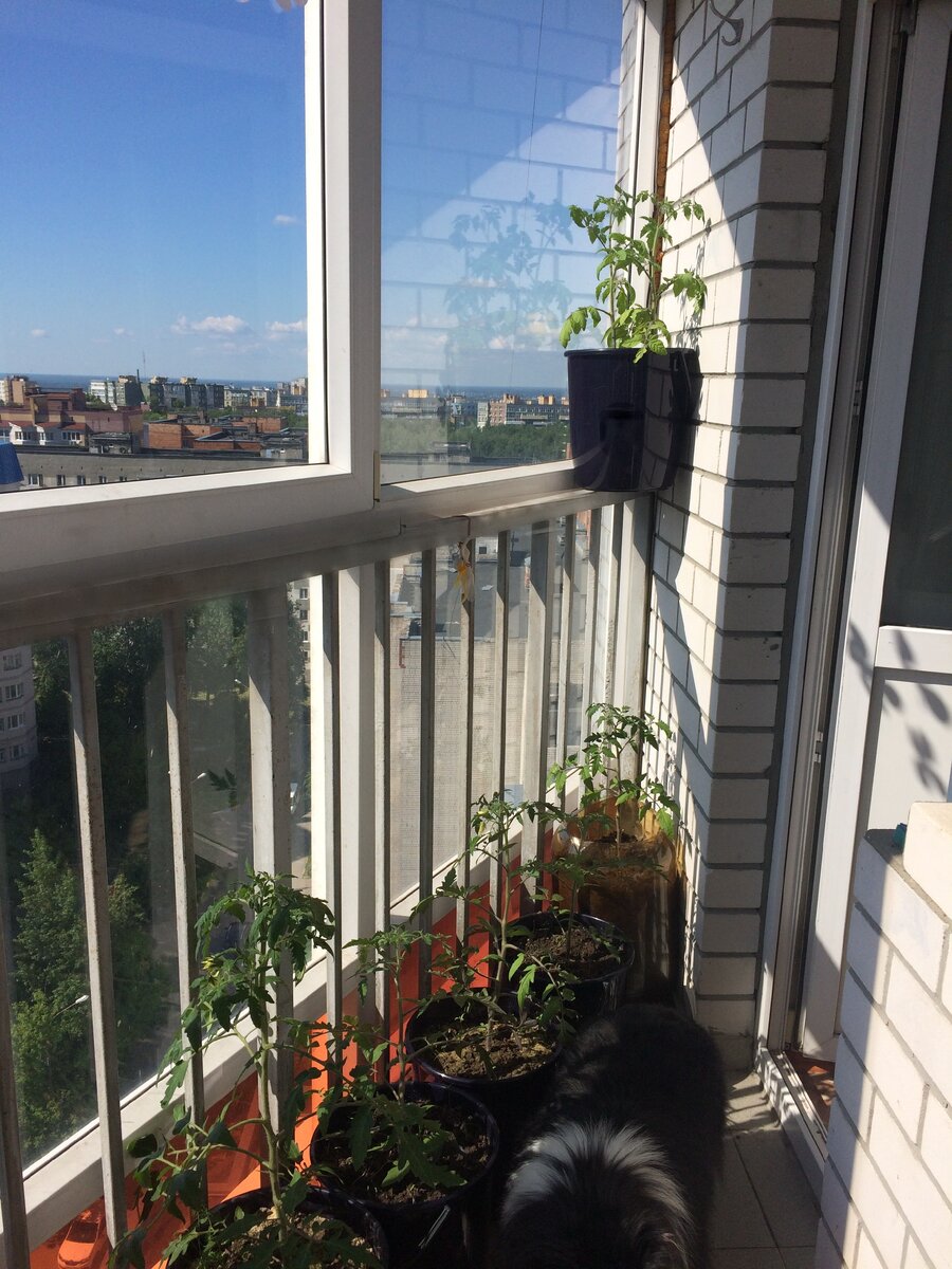 фото из личного архива - мы растём и цветём