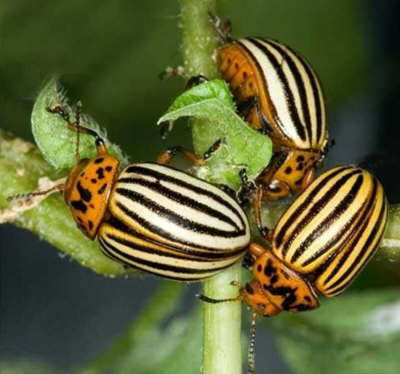 Фото из интернета