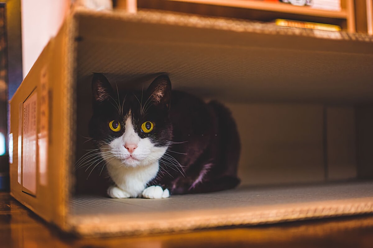 Котенок издает звуки. The Cat is hidden under the Bed. Как котята реагируют на телевизор.
