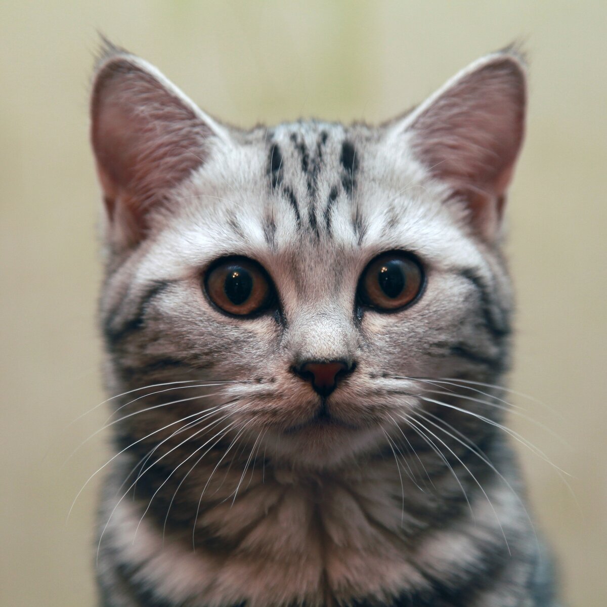 Моя молодая кошка - Линси.