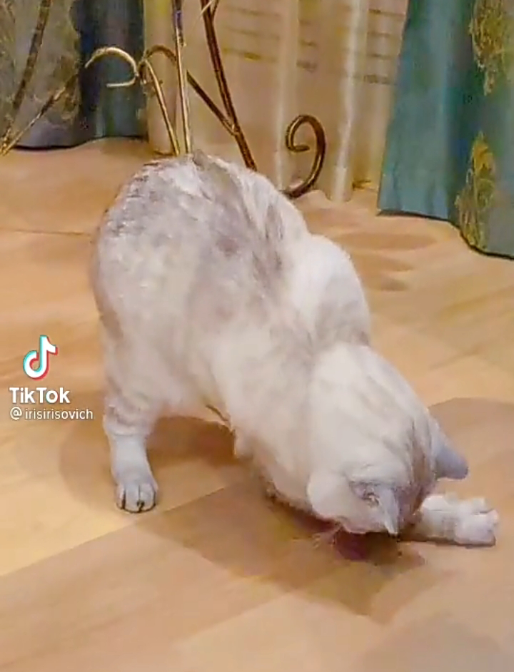 Кот пытается поимать тень.
