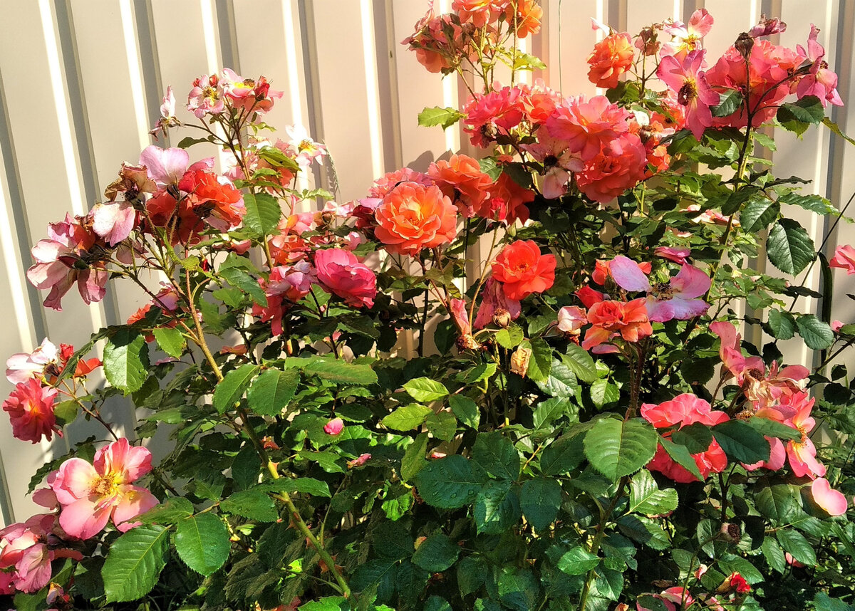  Вид растущей на постоянном солнце розы Вестерленд, когда она отцветает. Этот сорт очень мощный и очень колючий, поэтому обрезка этой розы – занятие малоприятное. Фото автора.