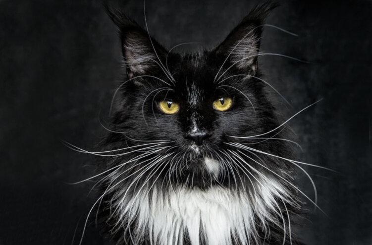 Топ 10 черно-белых пород кошек | Live Animals | Дзен