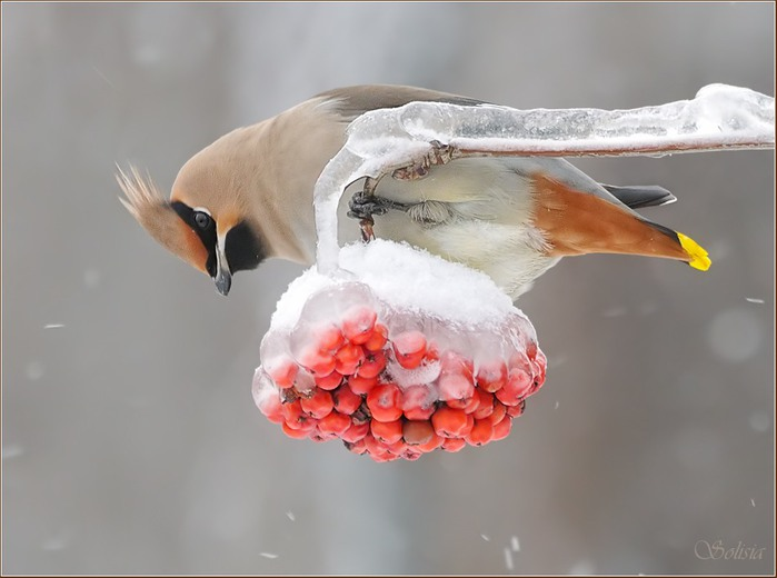 фазаны в приамурье. напухлившиеся воробьи. воробушек замерз. замерзший воробей. замерзшая птица.