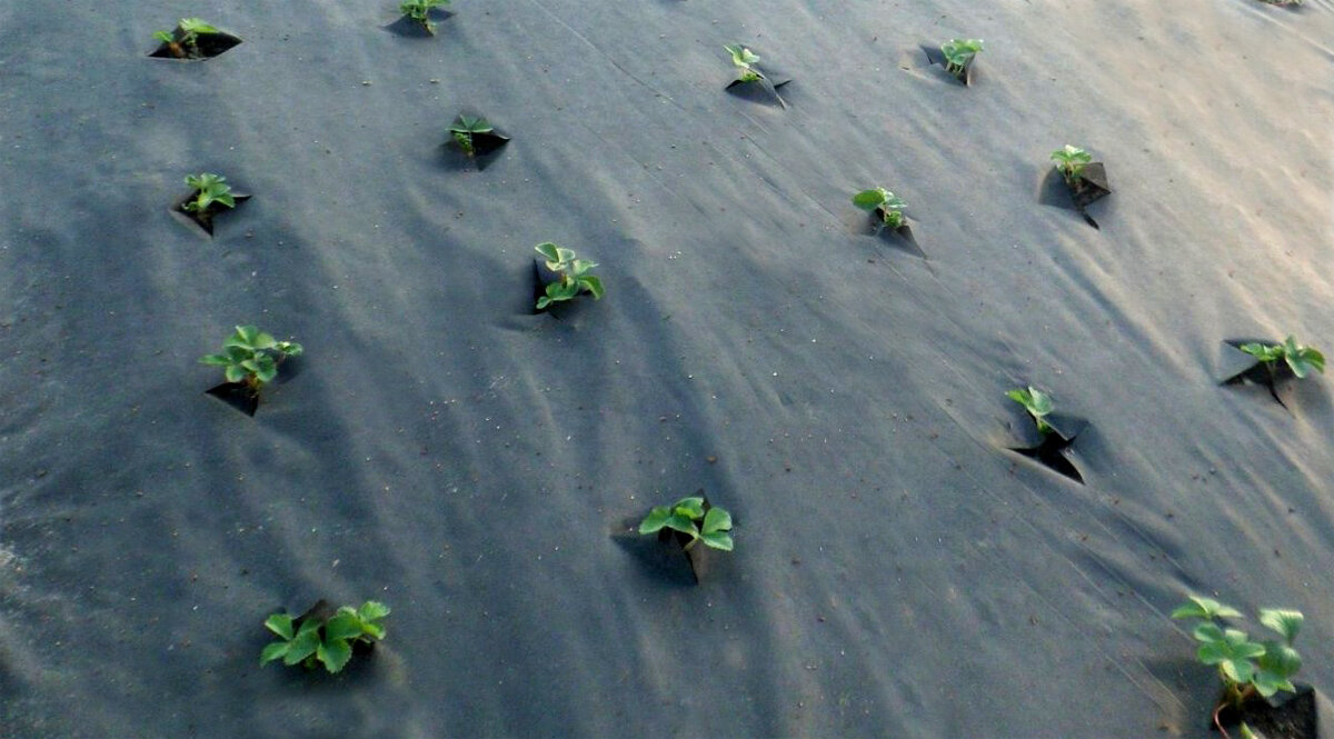 Фотография взята с сайта - https://clck.ru/UQ3is