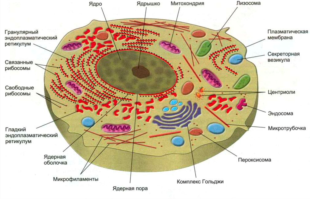 Схема эукариотической клетки животного. Строение эукариотических клеток схема. Строение клетки основные структурные компоненты клетки. Основные структурные компоненты эукариотической клетки животного. Организация строения клеток