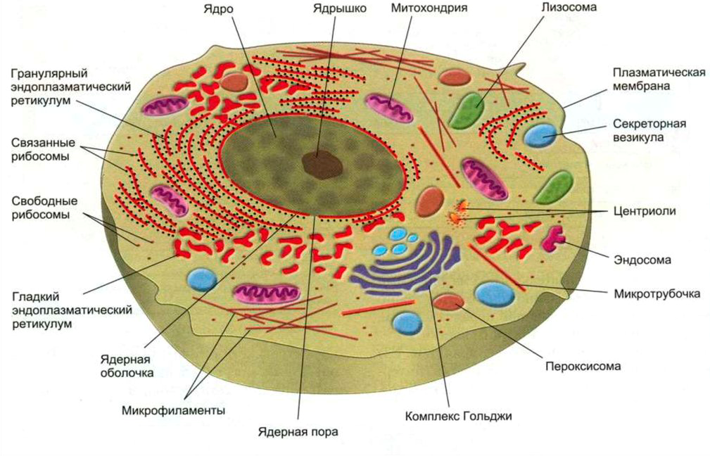 Клетка строение вид. Основные компоненты клетки строение клетки функции. Строение клетки основные структурные компоненты клетки. Основные структурные компоненты эукариотической клетки животного. Структура эукариотической животной клетки.