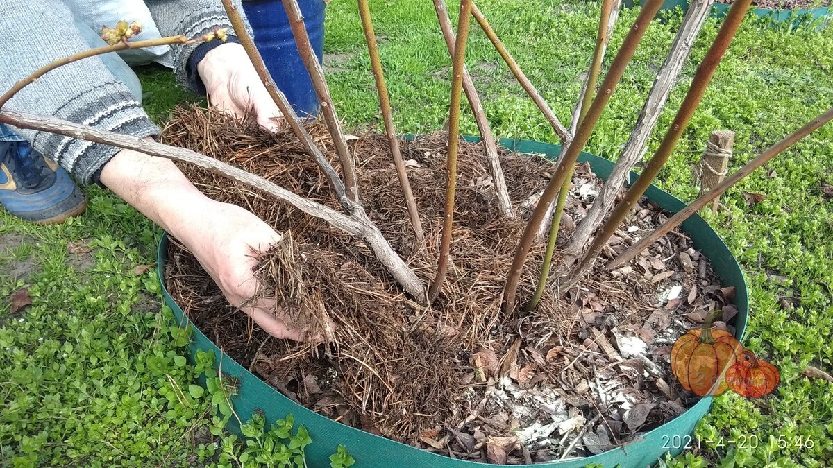 Детские книги о мичурине и. Верзилин в саду мичурина 1955 год. Верзилин в саду мичурина 1955 год. Самшит вечнозелёный. Кустов ю.