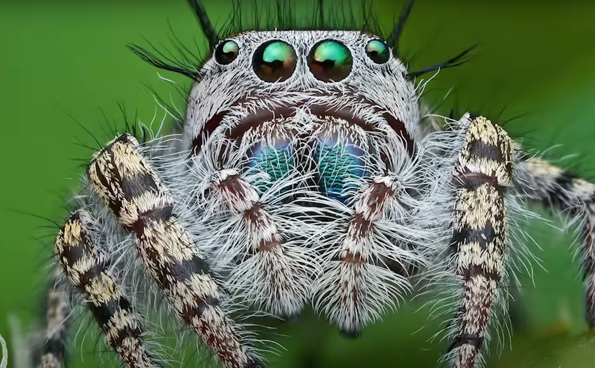 Я тебя вижу