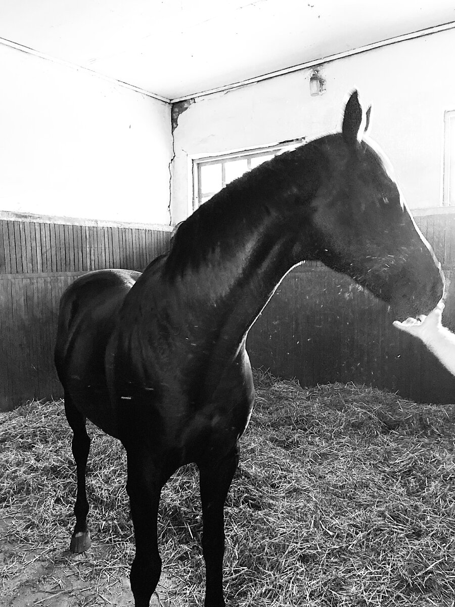 Вчера выпала возможность побывать в конезаводе «Восход» и вот небольшая подборка фото именитых производителей завода. На фото конь по кличке «Палех» гнедой жеребец 26.04.2008г.р.  Скакал во Франции и в России . Франция- 6 стартов, 1- первое, 1-третье места. Россия - 9 стартов, 5- первых, 2- вторых мест. Сумма выигрыша 5 264 636 руб., 15 600 euro.