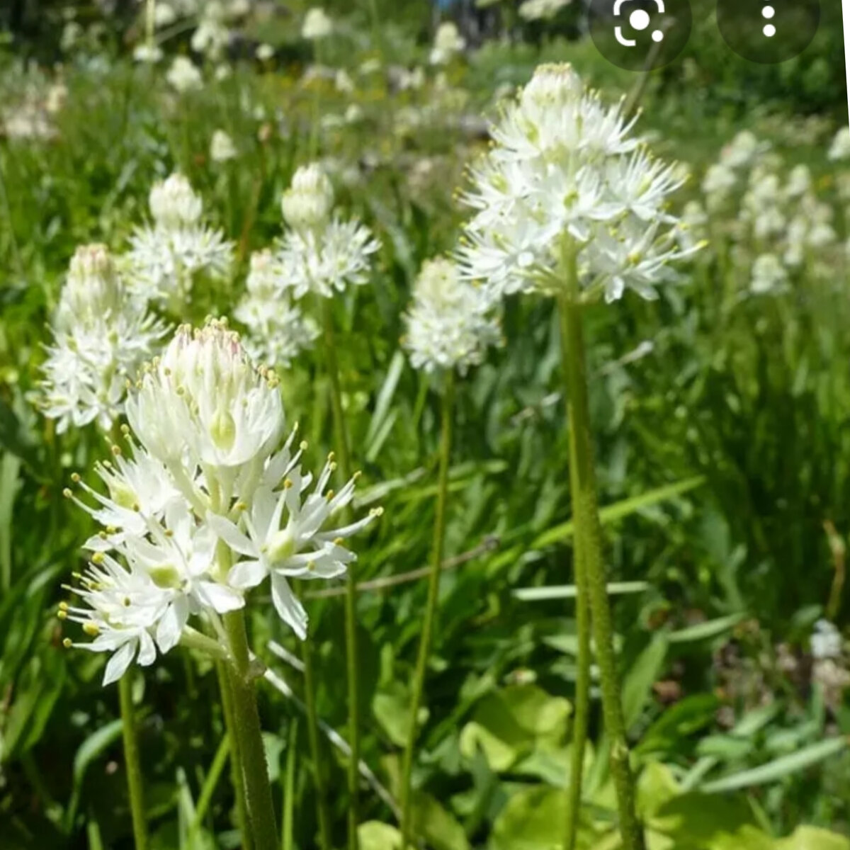 Flickr