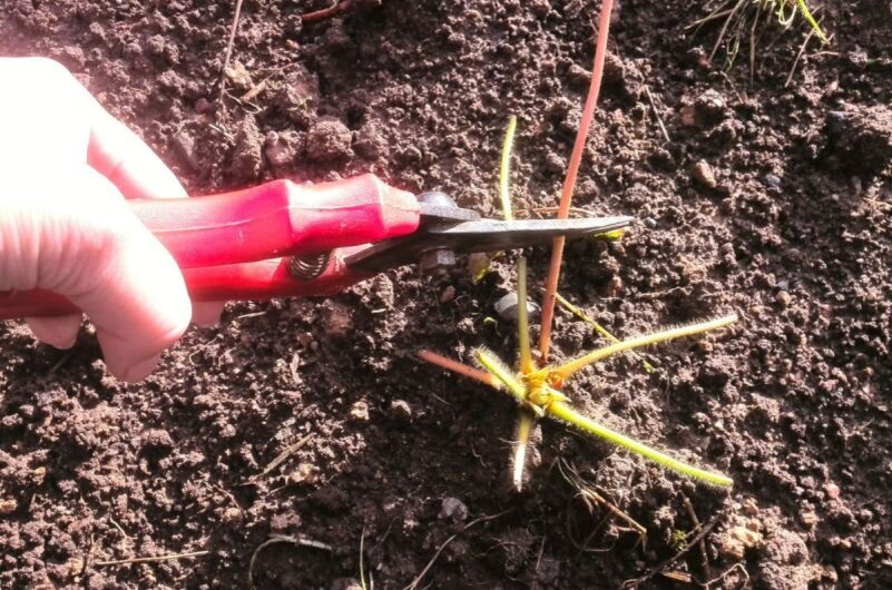 Обрезаны все листья у клубники.