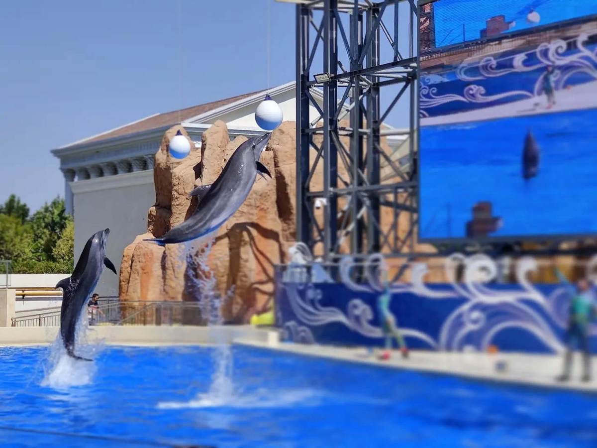 Зато посмотрели шоу дельфинов