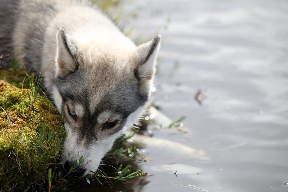 ФОТО: https://vk.com/huskypark