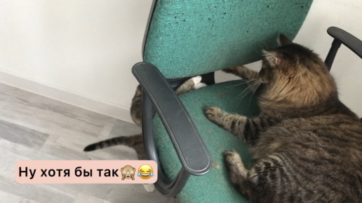 Игры кота и котёнка. Игры на грани