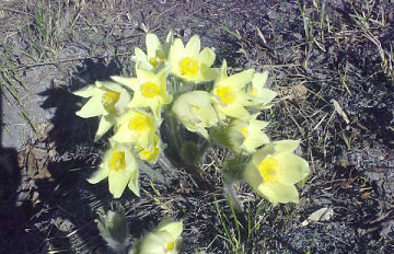 Прострел. Первоцвет. 