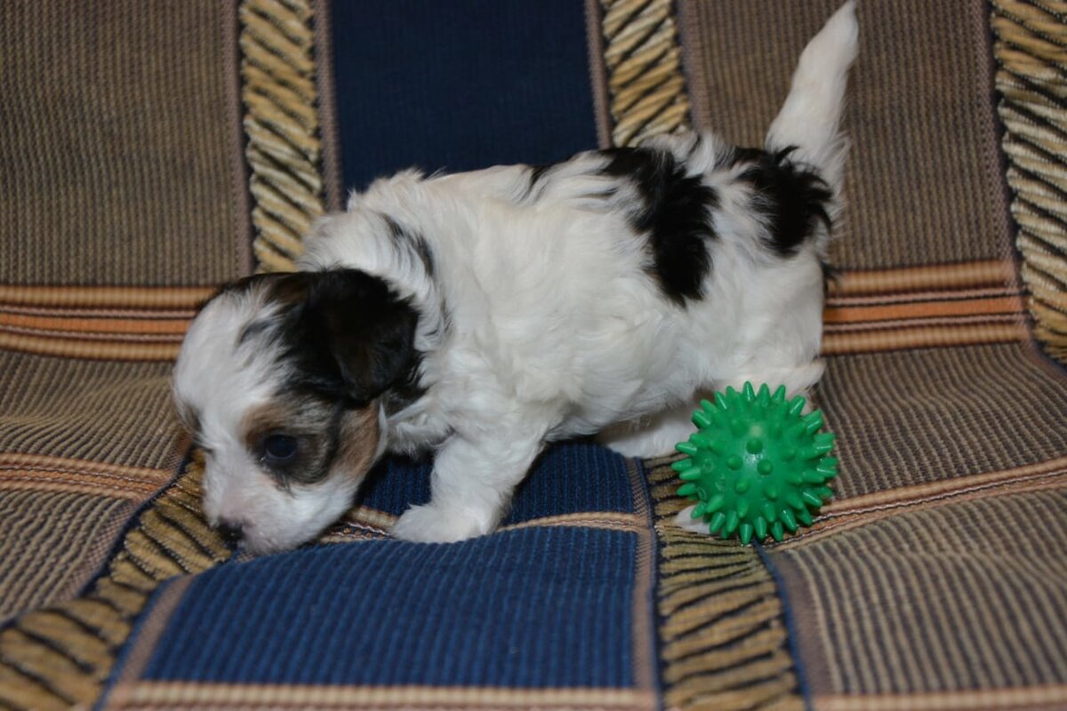 маленький бивер