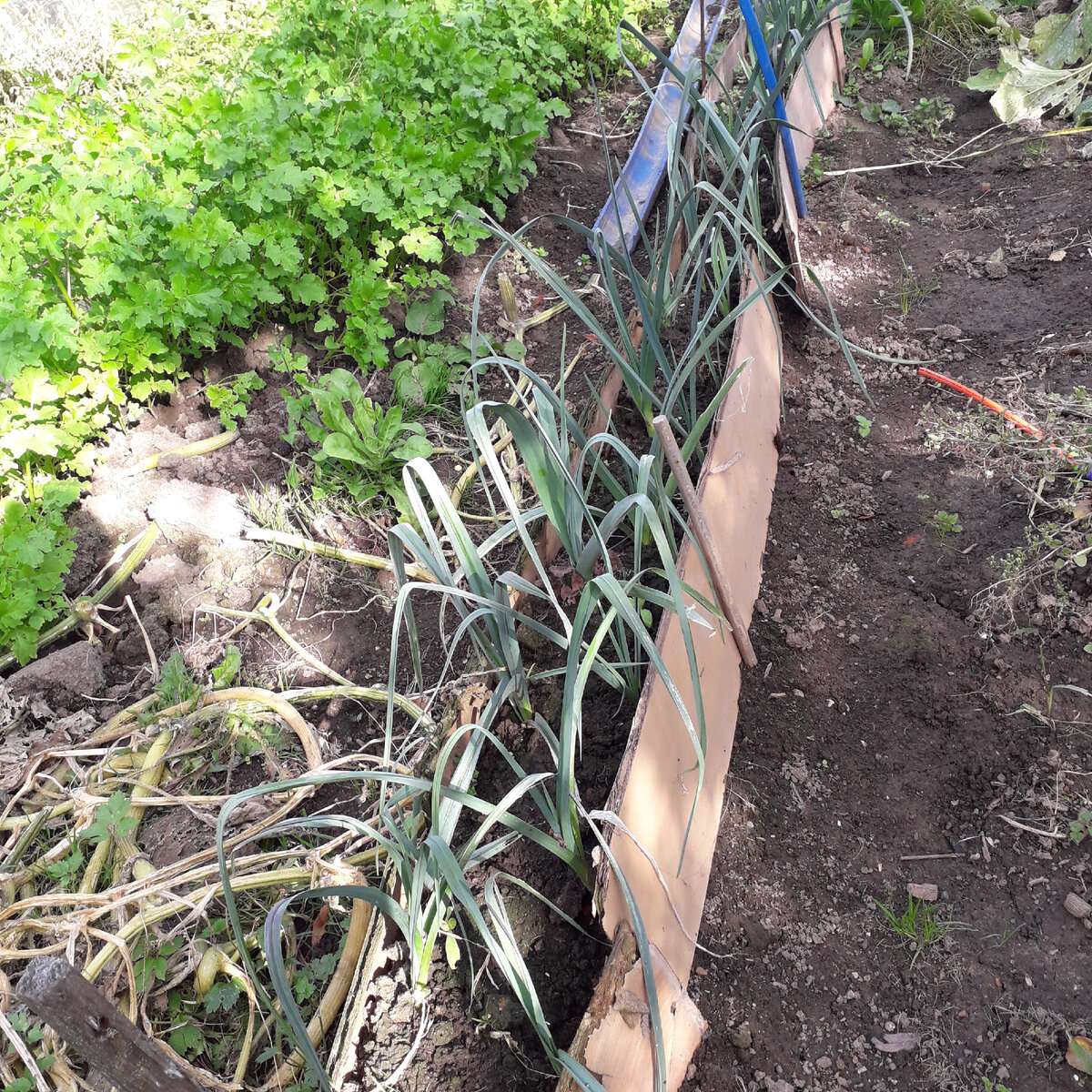 Фото автора. Грядка лука окантована ламинатом