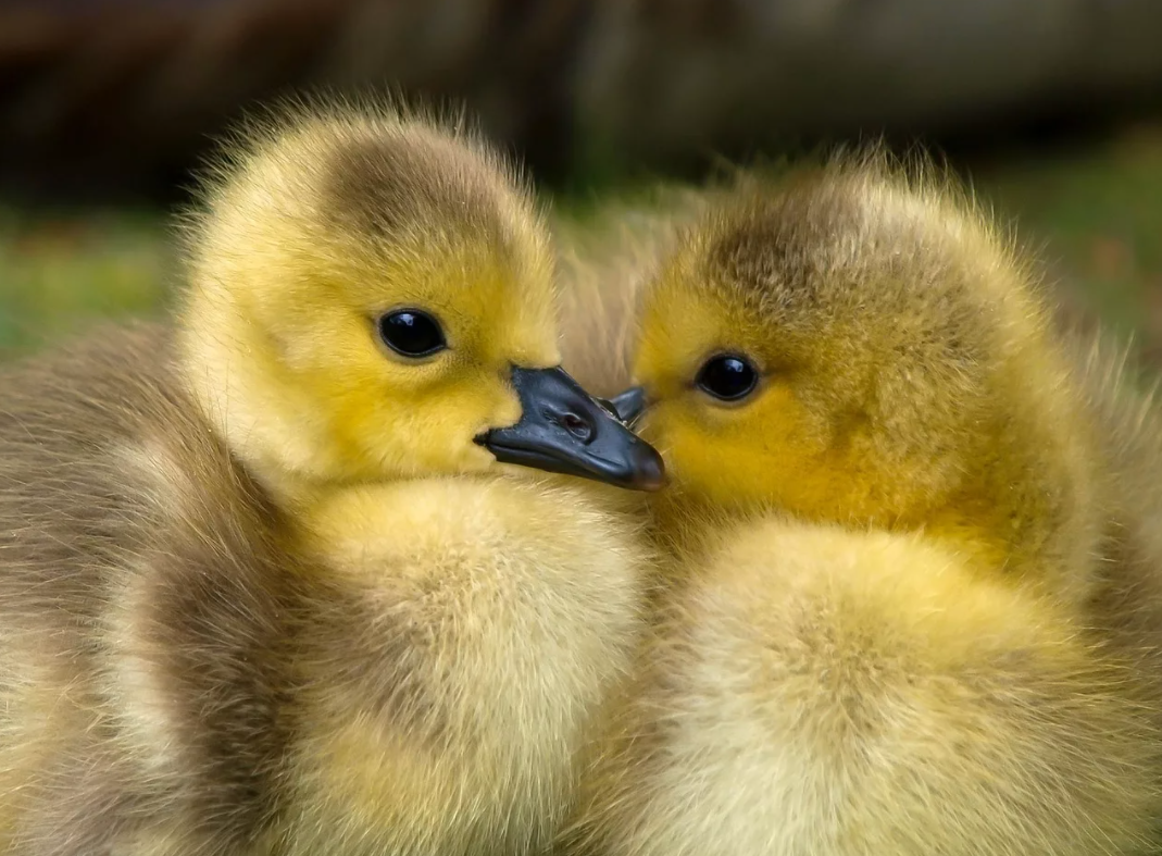 Британские ученые: технология плавания утят способна сократить расходы топлива