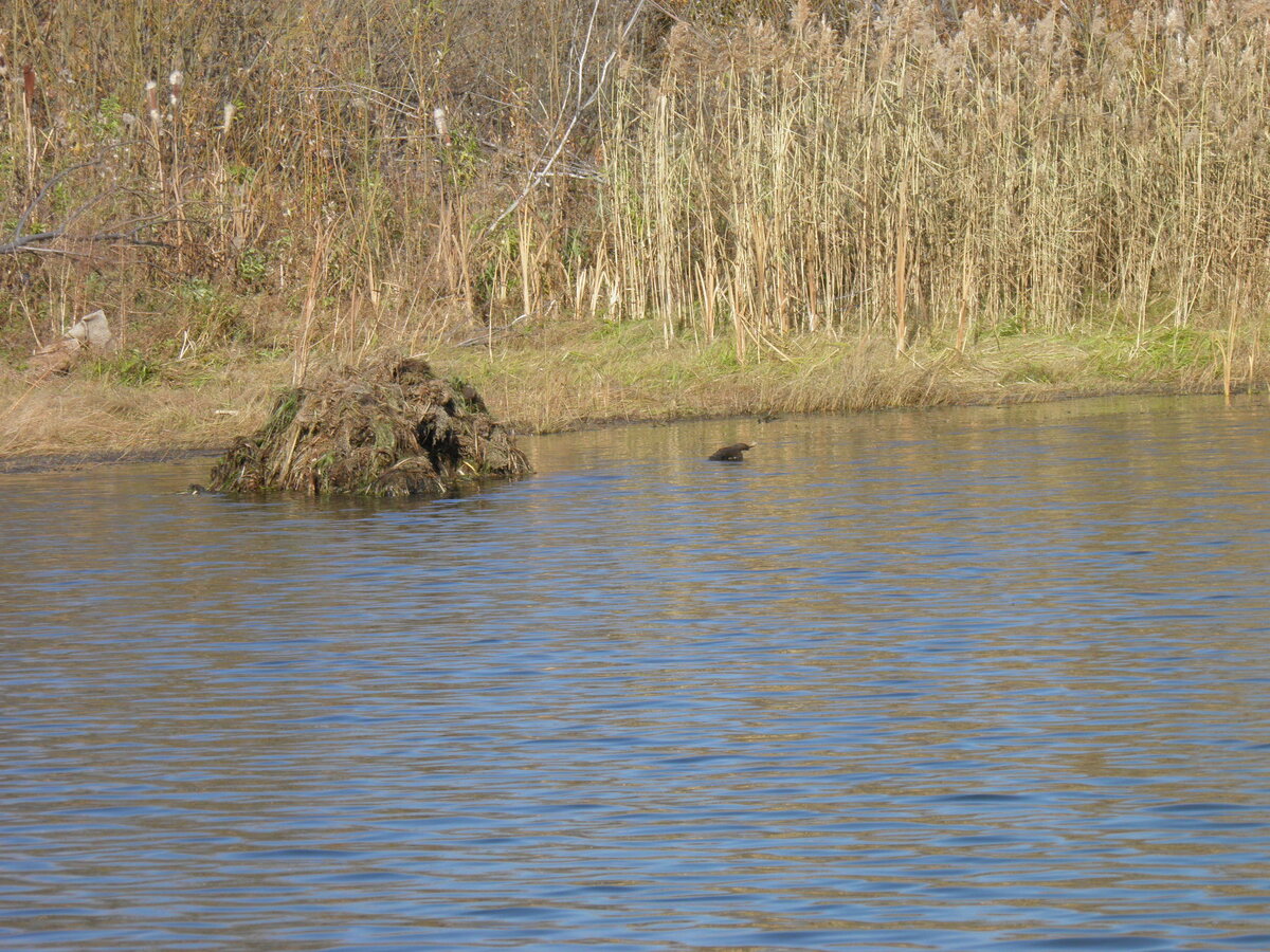 На мелководье глубиной 0.3 - 0.5 м с густой донной растительностью имеет смысл применять попперы и приповерхостные воблеры. И проводка для некоторых из них, проходящих у самой границы допустимого заглубления, выполняется мягче и легче, чем на участках с бОльшими глубинами