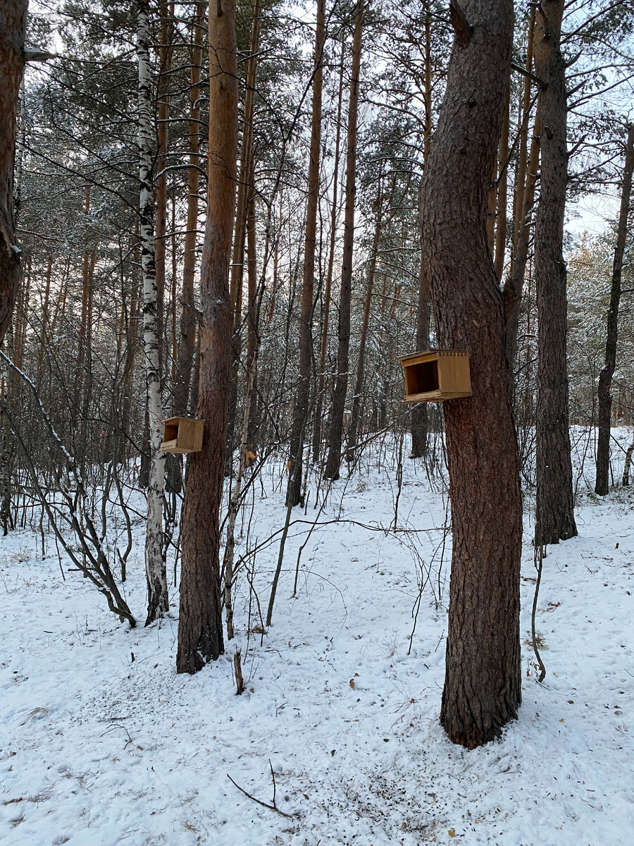 Вот что нашли с малышом. В следующий раз с собой корм птичкам возьмём и насыпем.