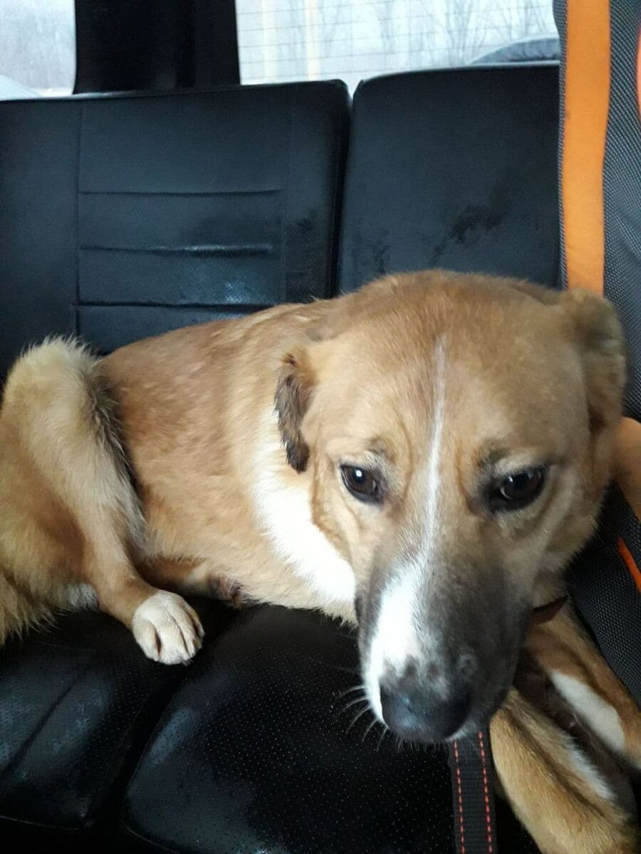 Ряженка едет домой со стерилизации