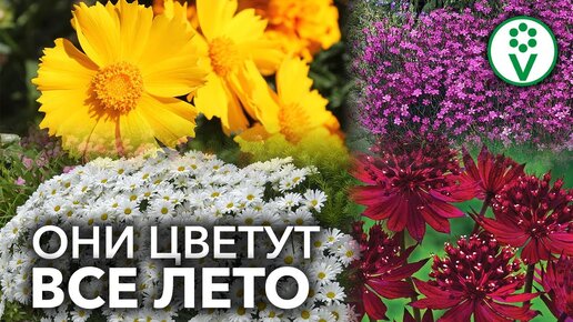 Неприхотливы и цветут все лето! 10 прекрасных многолетников для Вашего сада