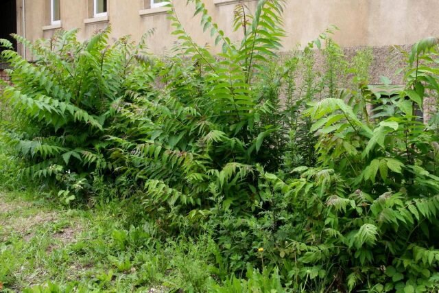 Айлант высочайший (Ailanthus altissima). © julia_HalleFotoFan