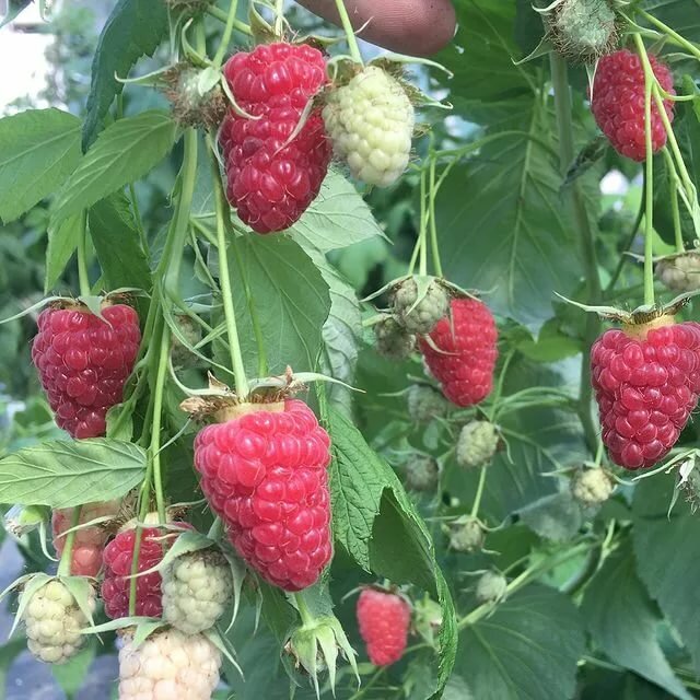 Малина Изобильная. Фото используется с сайта www.instagram.com