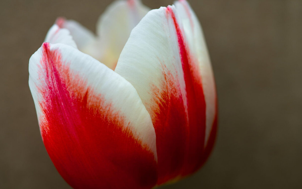 Картинки из интернета